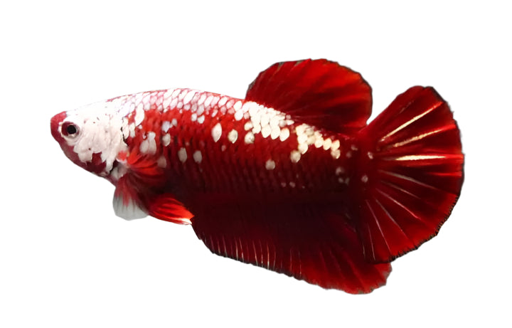 male red samurai betta - regular betta