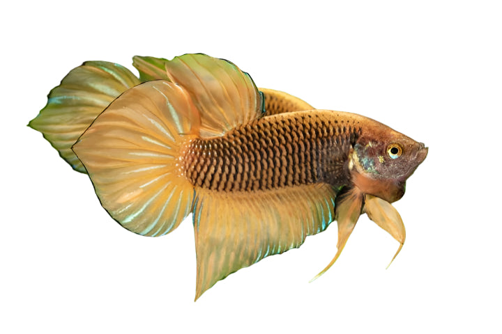 male yellow hybrid betta - LG