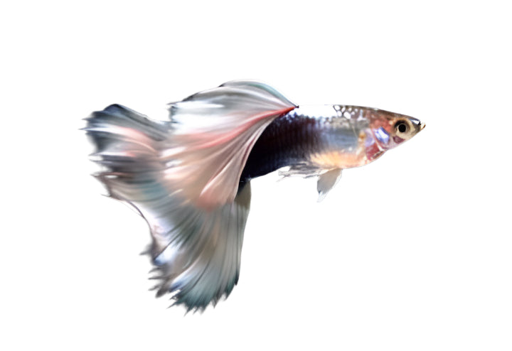 white german guppy pair - regular size