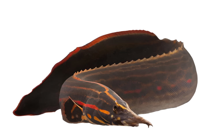 fire eel - 16 to 17 inch