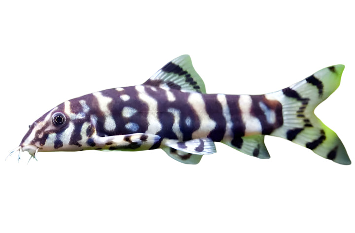 polkadot botia - 2 inch