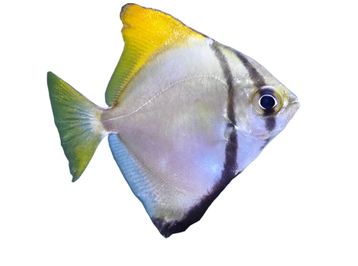 سمكة الملاك الأحادية - 2 بوصة