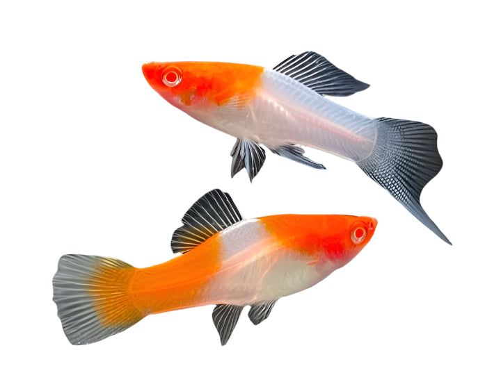 kohaku swordtail - 1.5 to 2 inch
