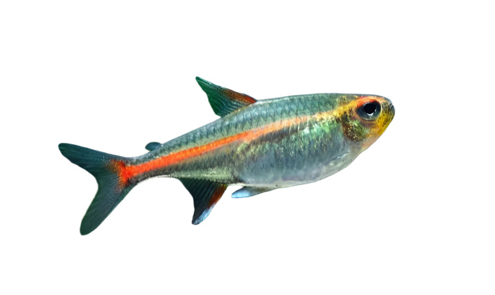 glowlight tetra - 2 inch