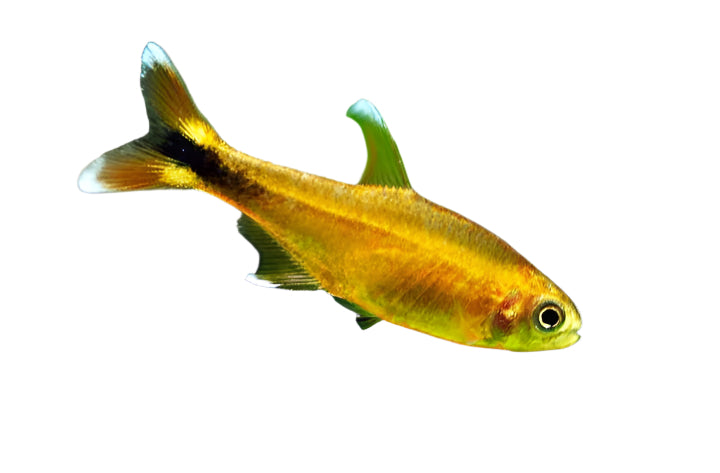 Silver tip tetra - 2 inch