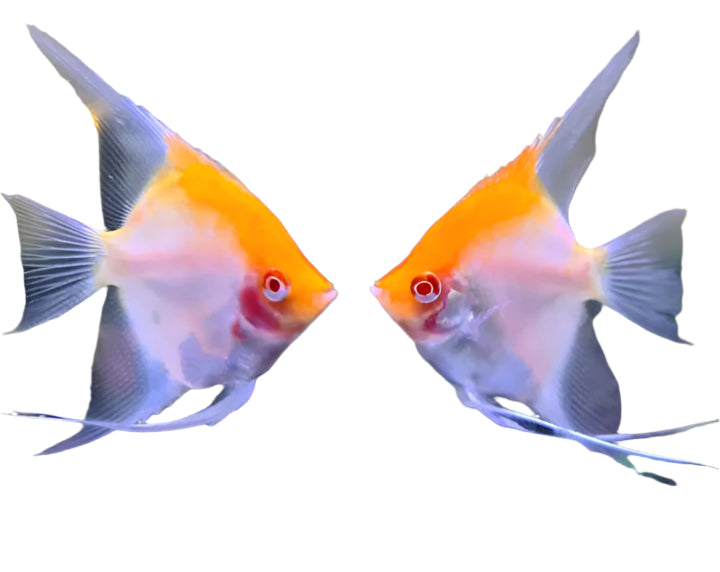 red head devil angel fish - 3 inch