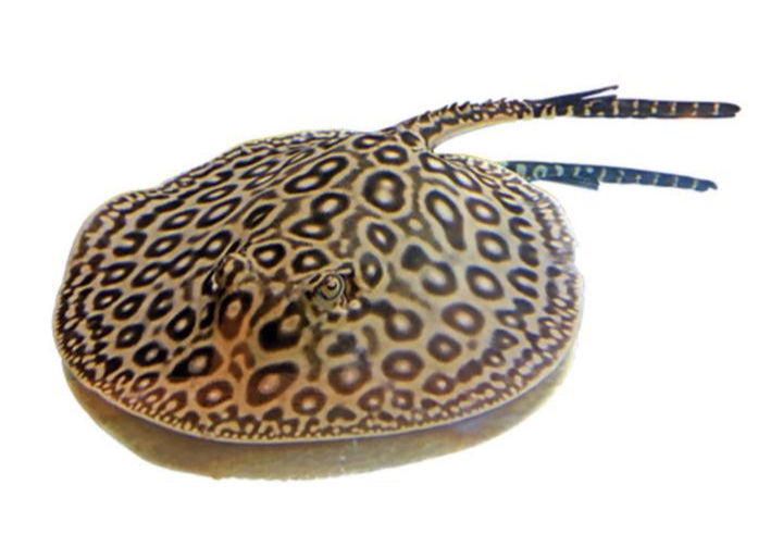 pearl stingray - 6 inch