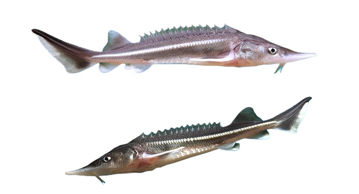 sturgeon fish - 4 to 6 inch