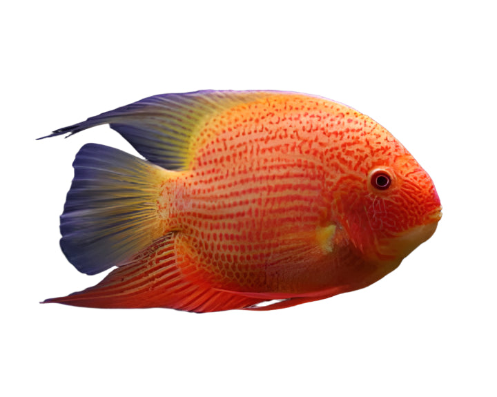 بطل سيفيروم - 3 بوصات