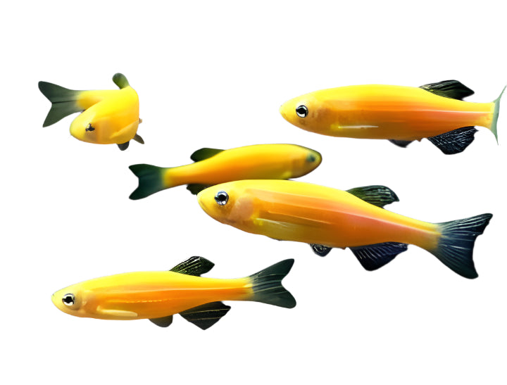 golden zebra danio - 2 inch