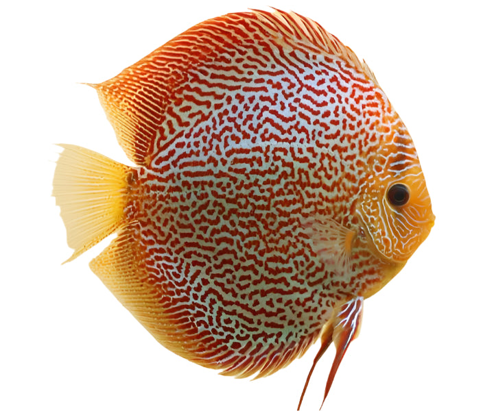 Leopard snake skin discus - 4 to 5 inch