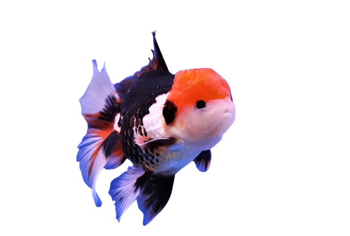 tri color ornada gold fish - 5 inch