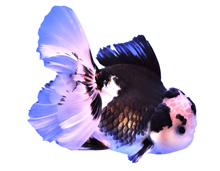 panda gold fish - 3 to 5 inch