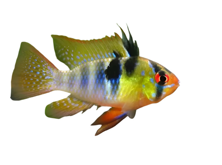 long body german ramrezi - 2 inch