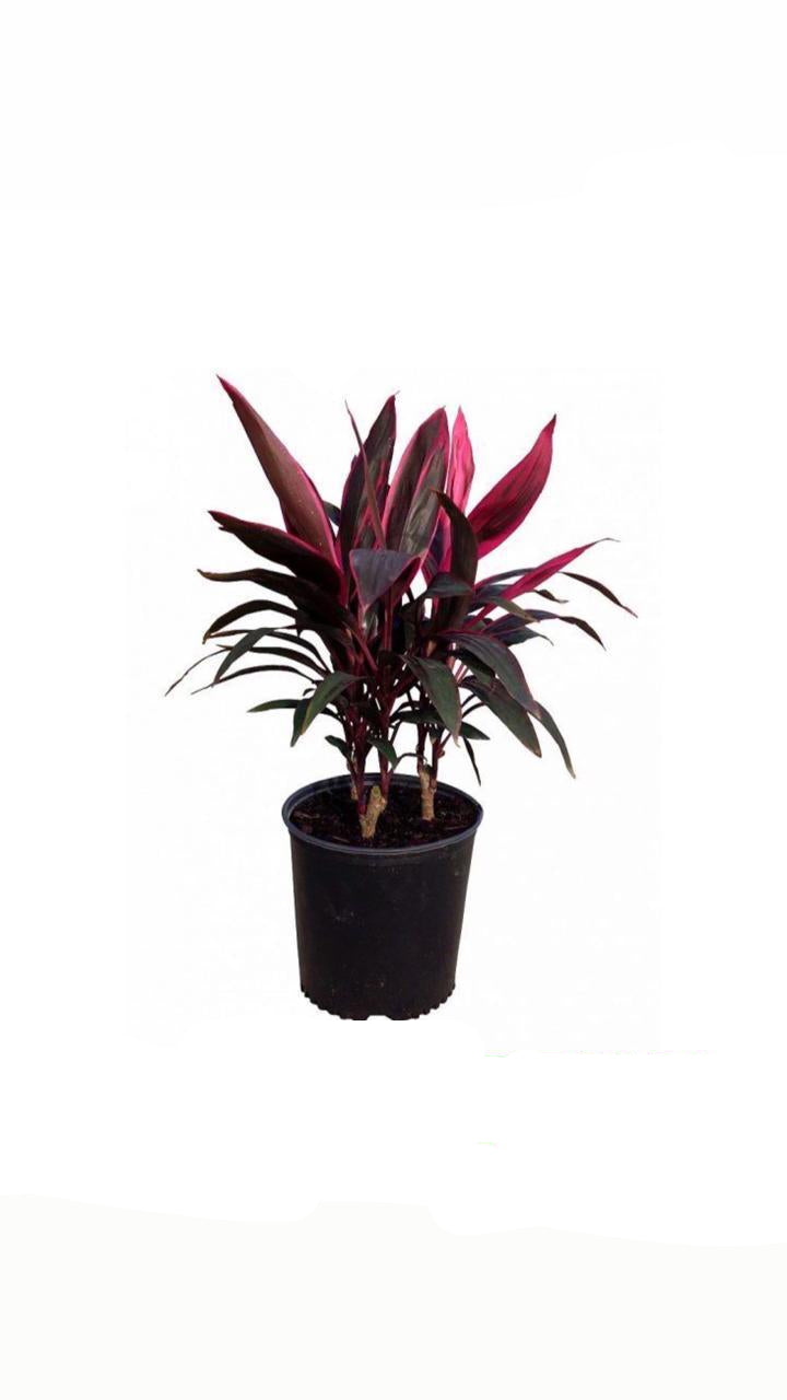 حافة حمراء خاصة - نبات في وعاء