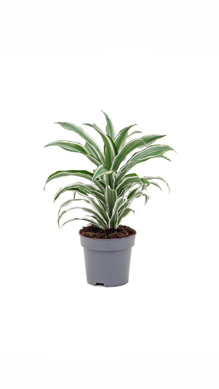 dracaena white & green - potted plant