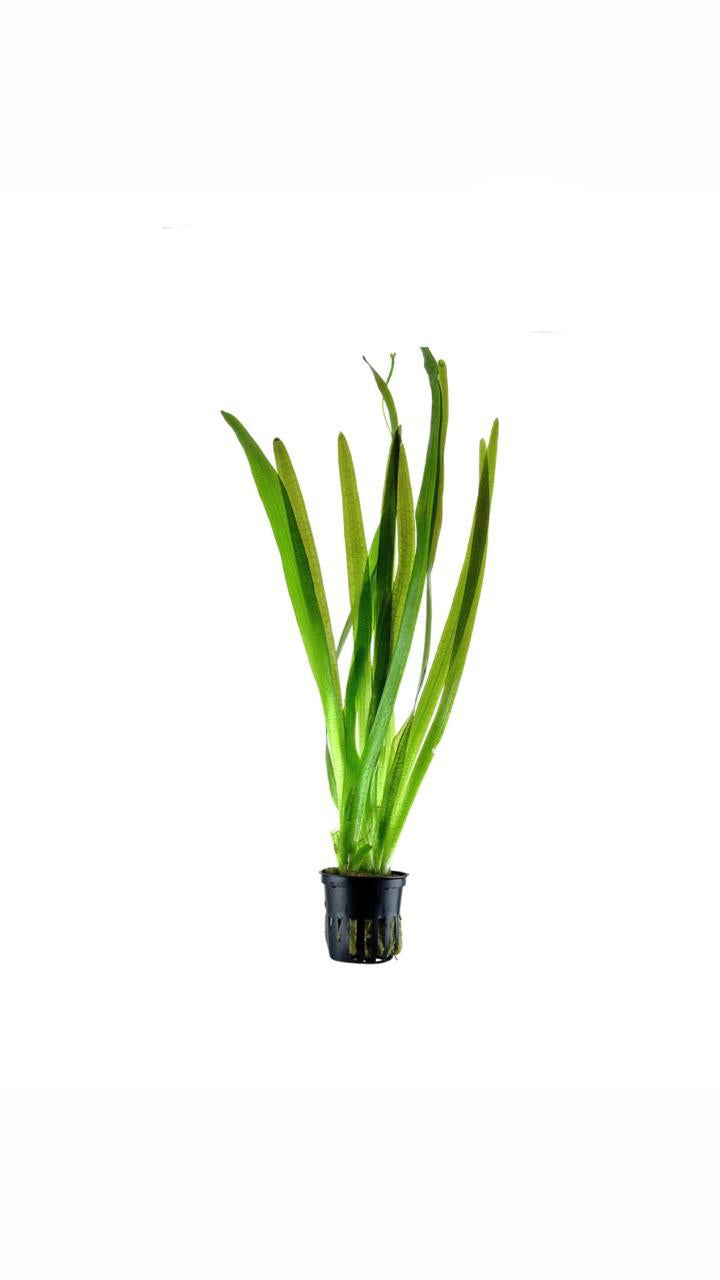 vallisneria americana var americana - potted plant