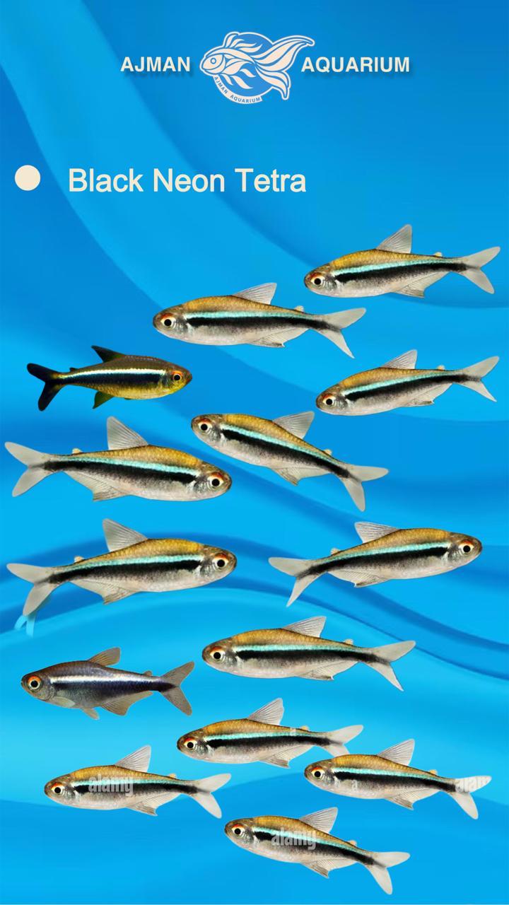 black neon tetra - 1 to 3 cm