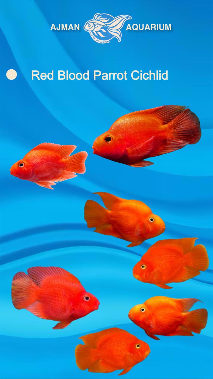 red blood parrot - 3 inch