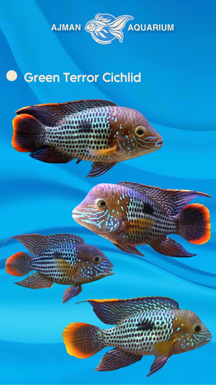 Green terror cichlid