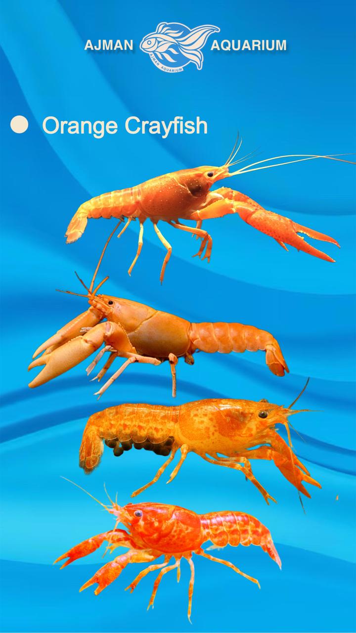 cray fish - 1.5 to 2 inch
