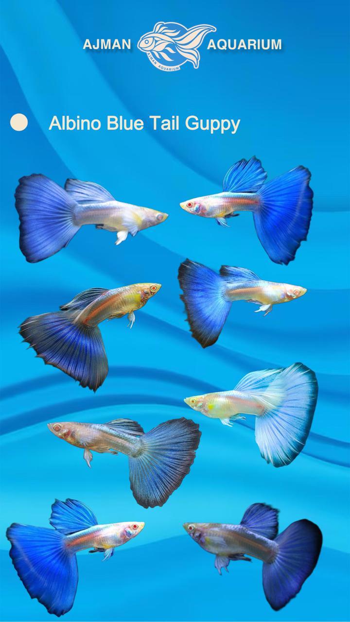 زوج من أسماك الجوبي ذات الذيل الأزرق المهق - حجم عادي