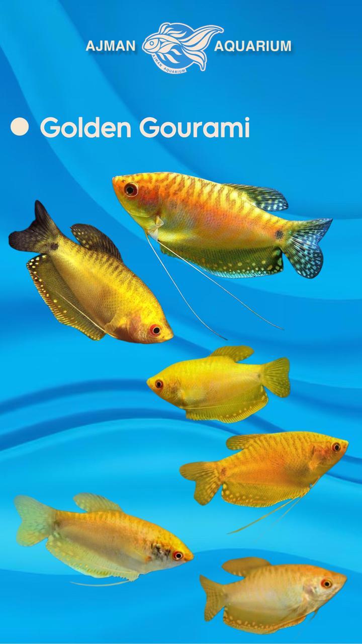 golden gourami - ml