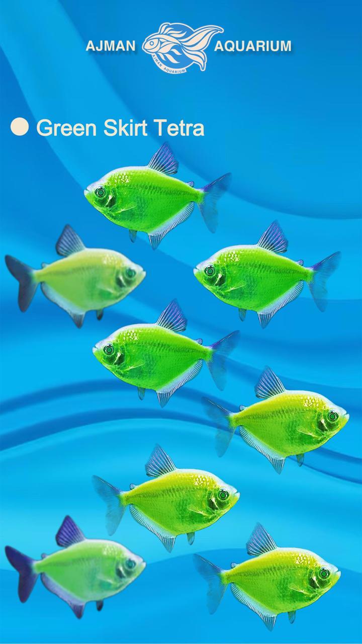 green german tetra - 1 to 2 cm