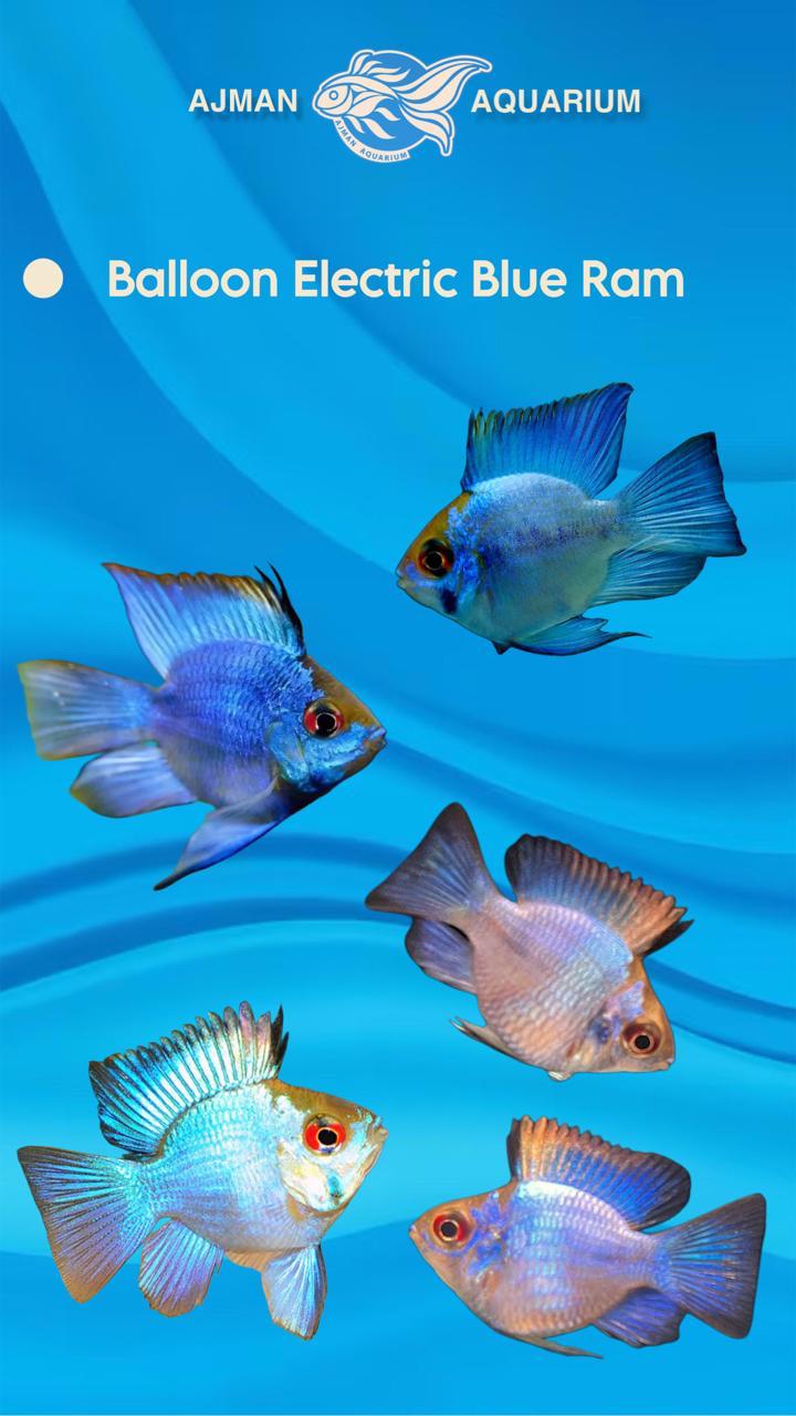 بالون كهربائي أزرق راميريزي - 2 بوصة