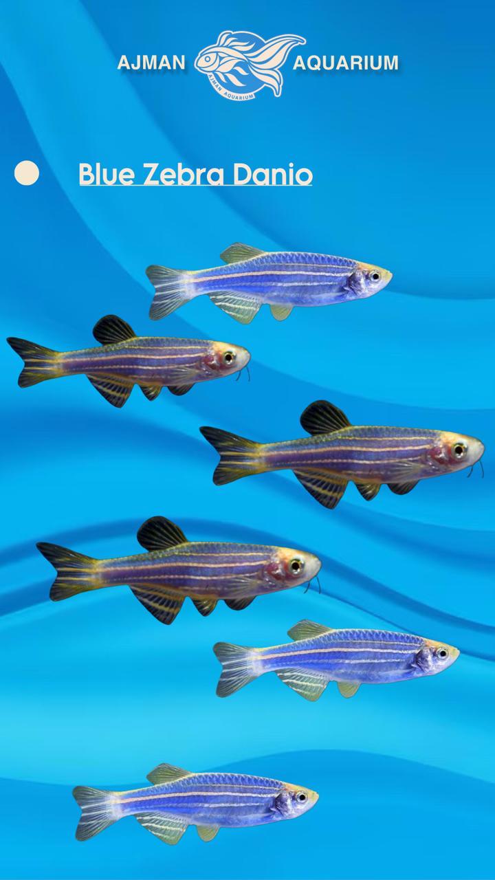 blue zebra danio - 2 inch