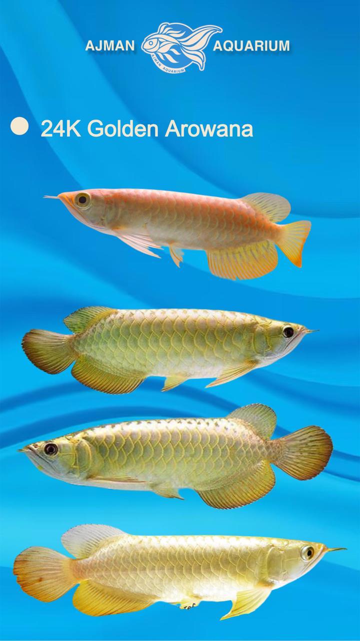 24K golden arowana - 6 to 7 inch