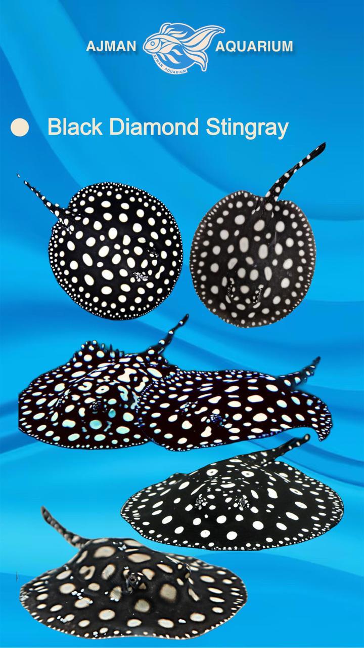 Black diamond stingray - 6 to 7 inch