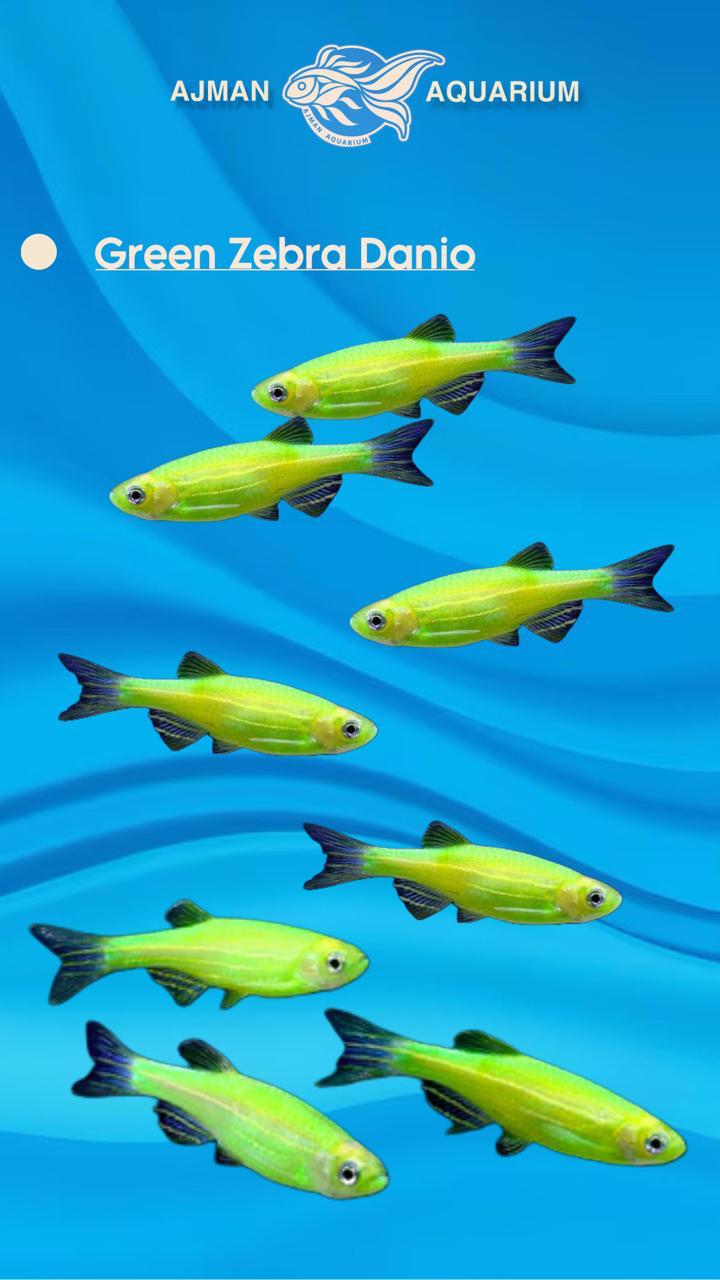 green zebra danio - 2 inch