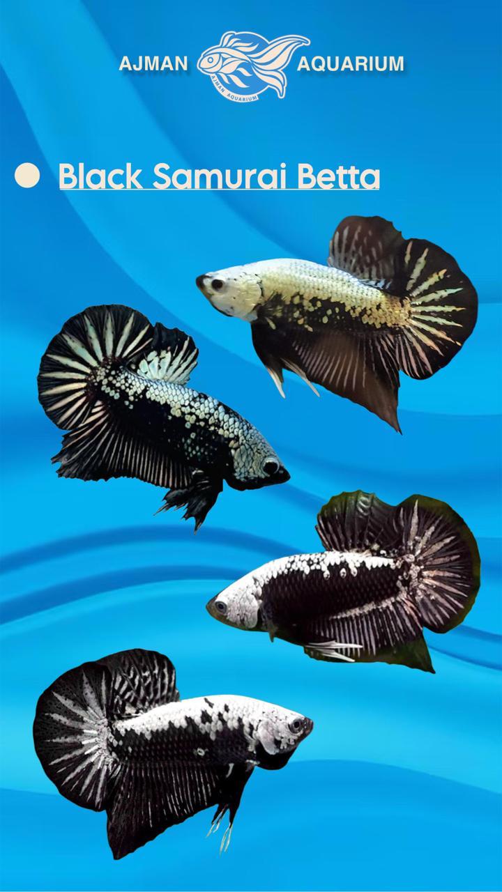 male black samurai betta - regular size