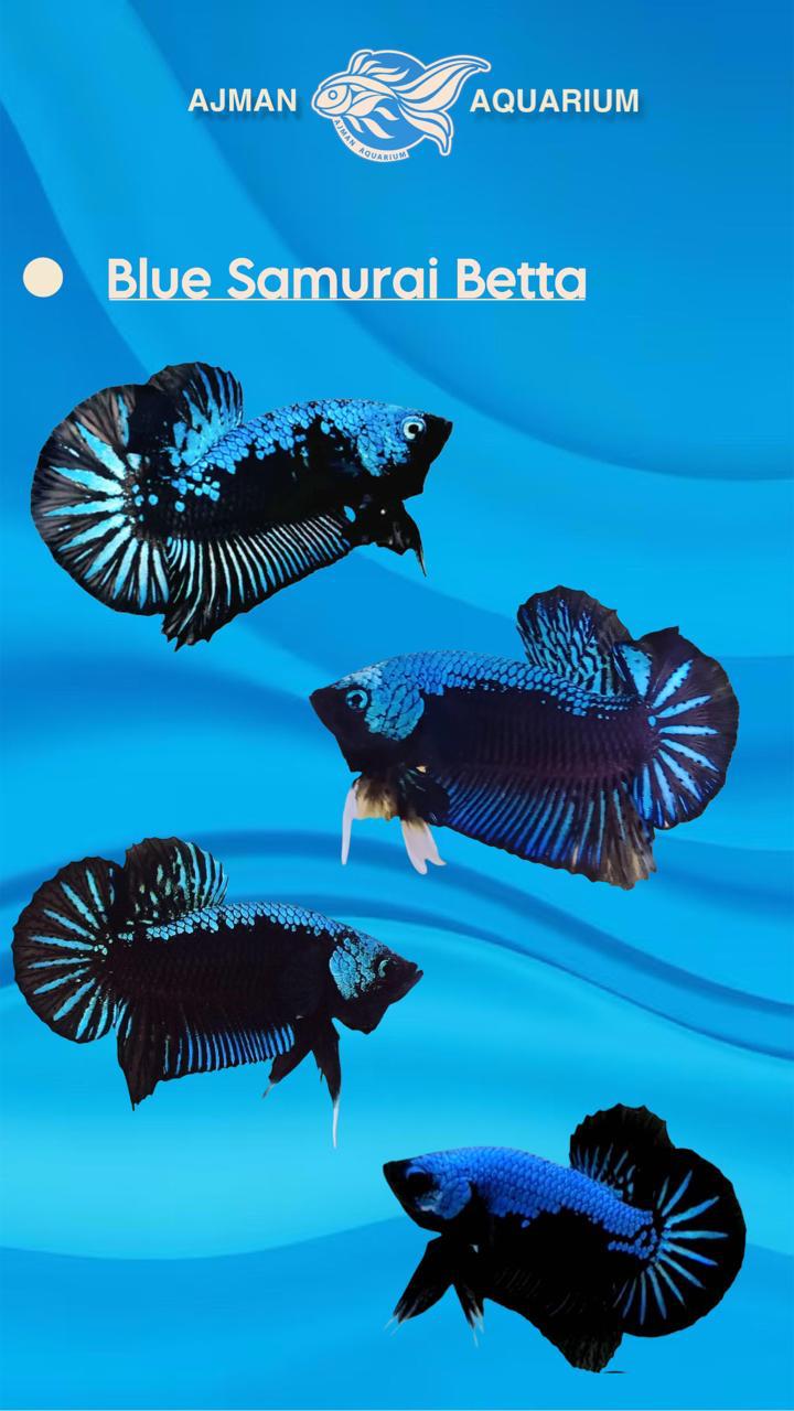 male blue samurai betta - regular size