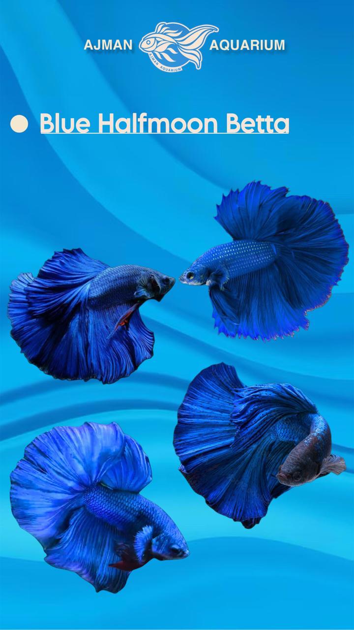 male blue half moon betta - regular size