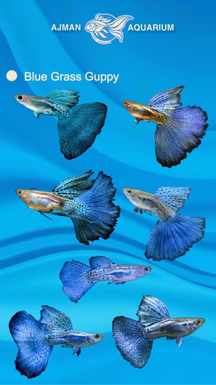 blue grass guppy pair - regular size