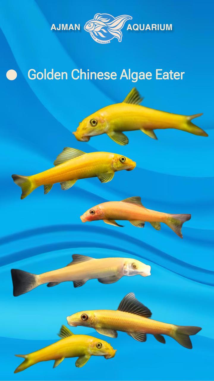 Golden Algae Eater - 2 cm