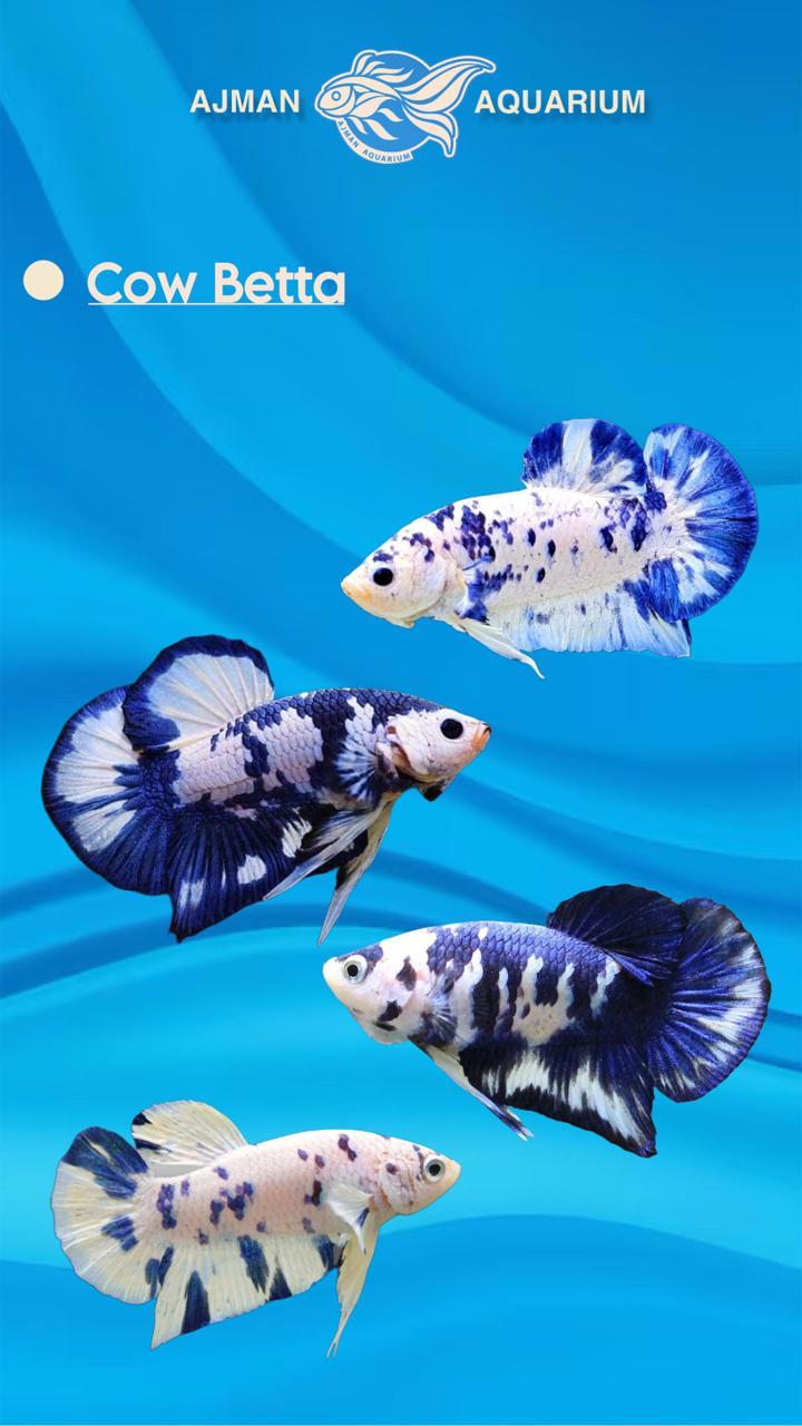 male cow betta - regular size