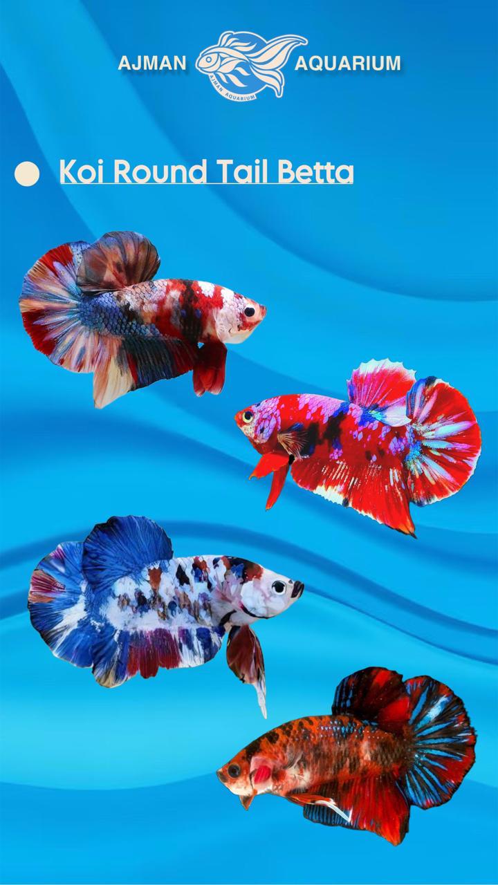 koi round tail betta - regular size