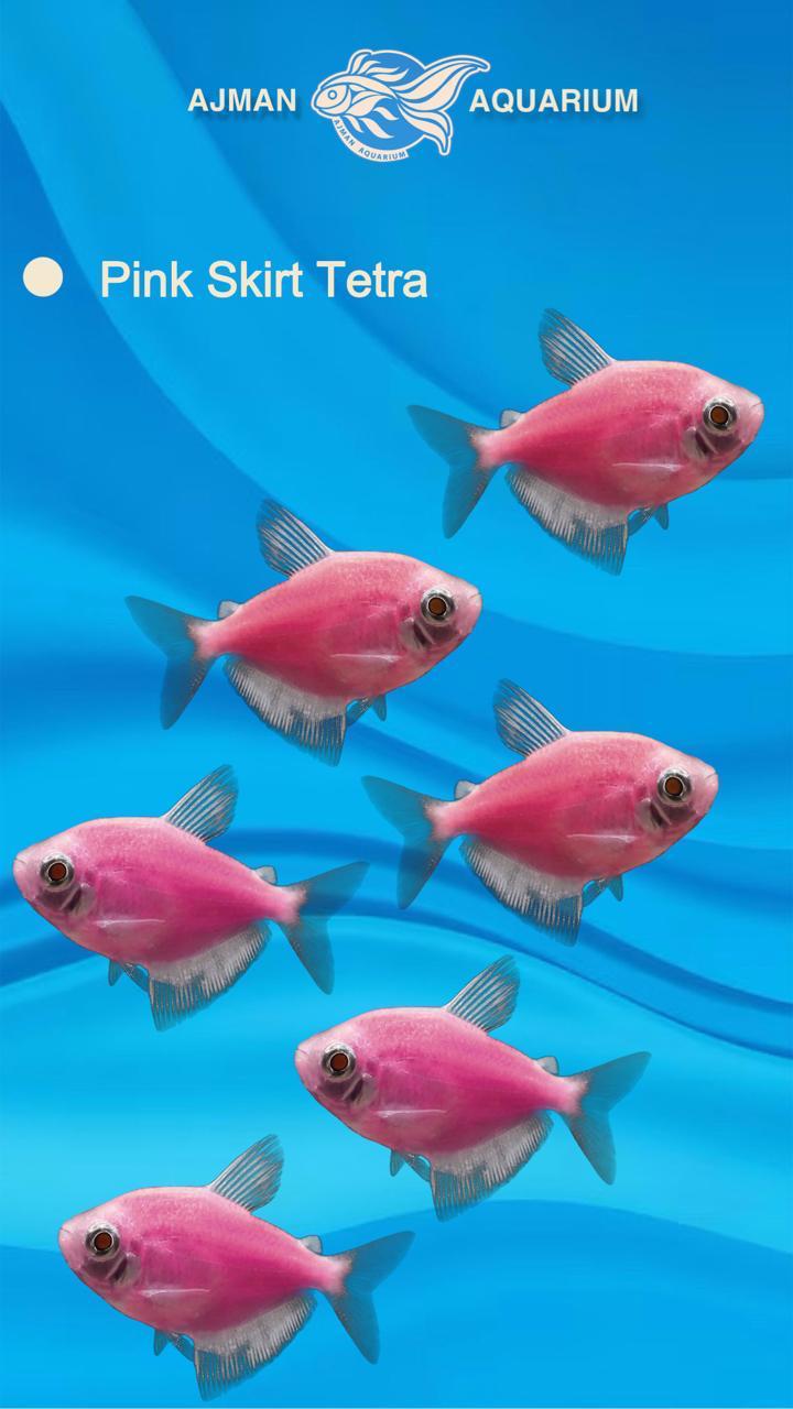 pink german tetra - 2 inch