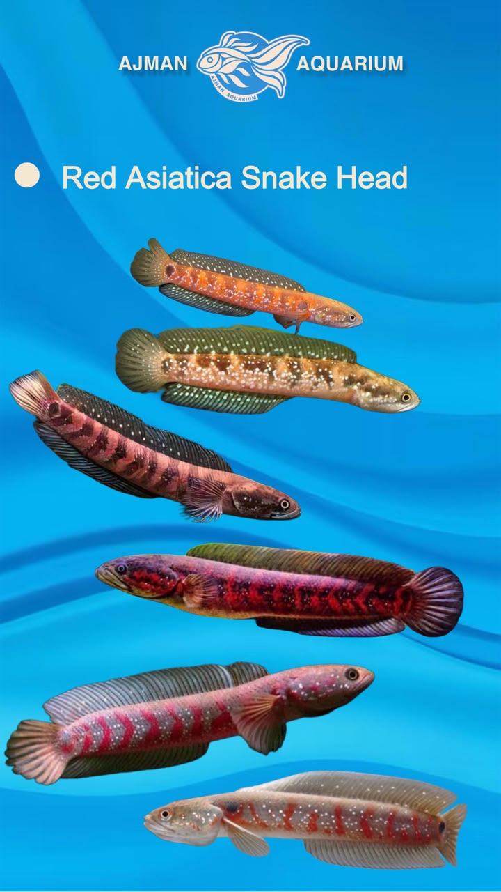 Red Asiatica Snake Head - 12 - 14 cm