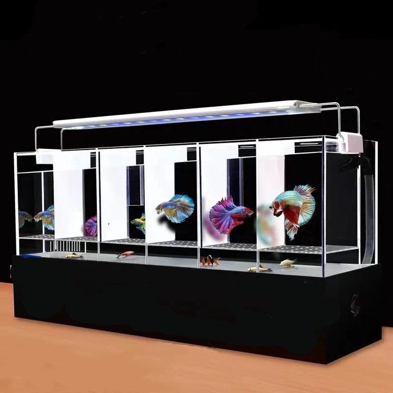 Betta Fish Multiple Tanks With Filtration
