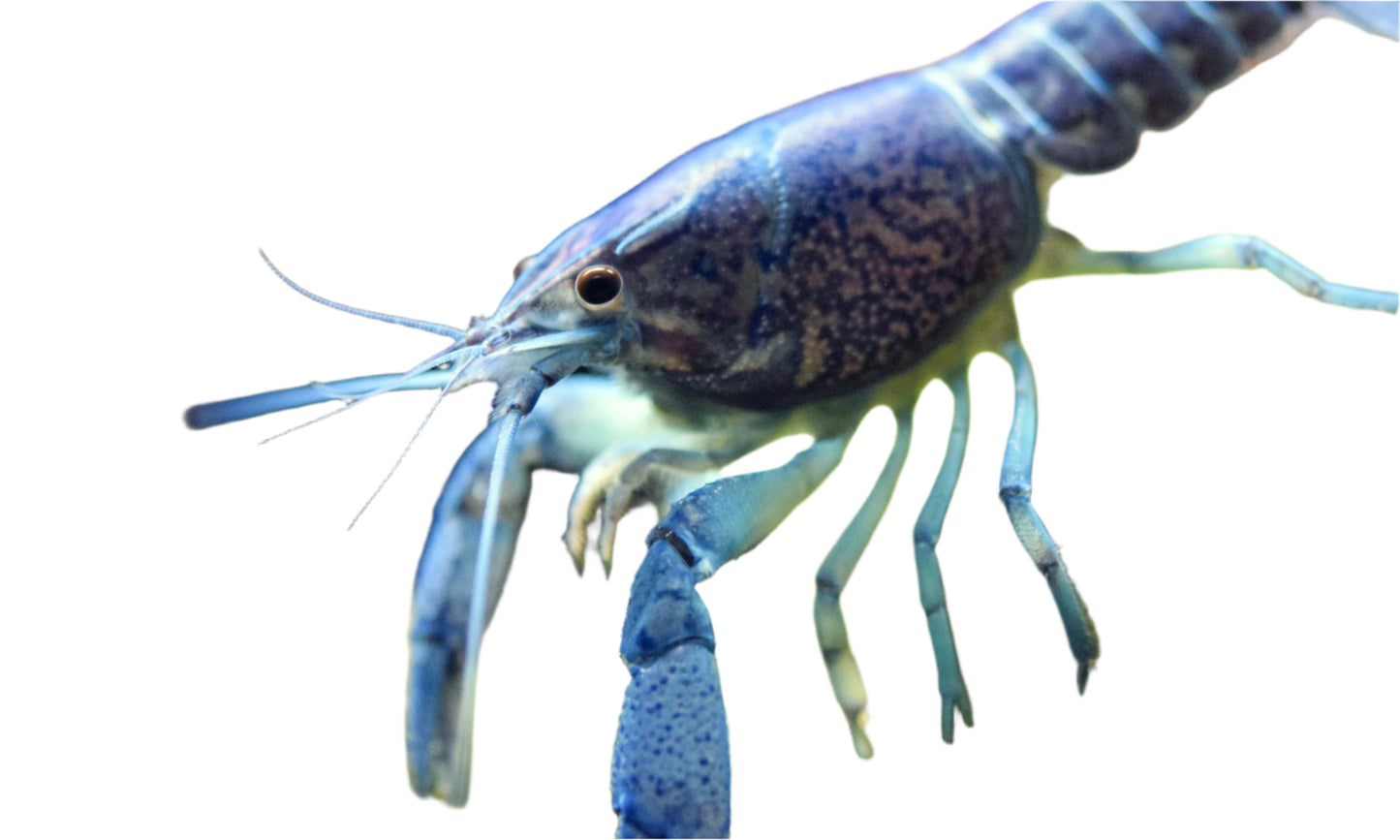 lobster blue - 2 to 3 inch