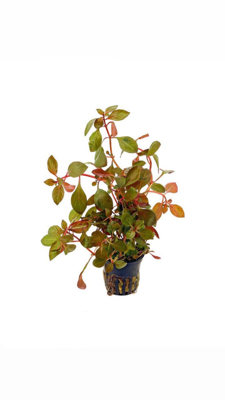 ludwigia repens super red - potted plant