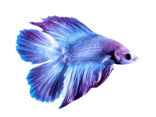 male twin tail betta - regular size