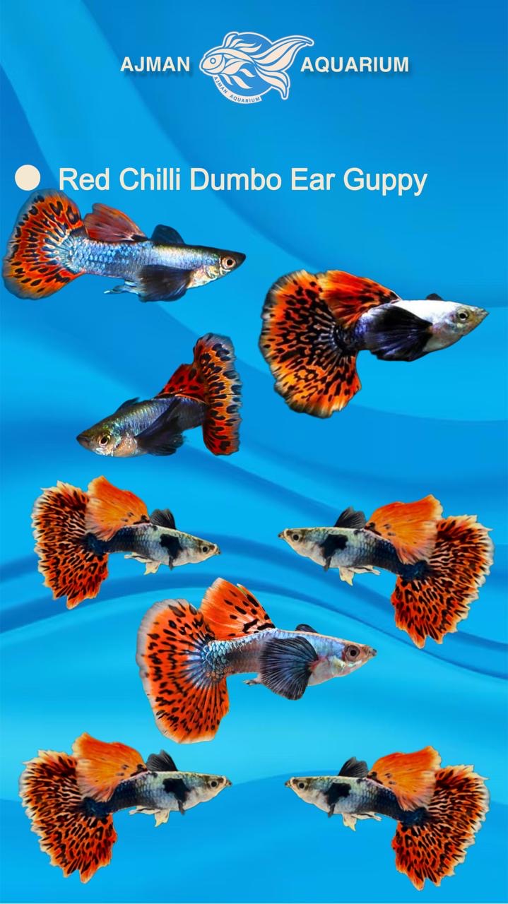 Red chilli dumbo ear guppy ( pair ) - regular size