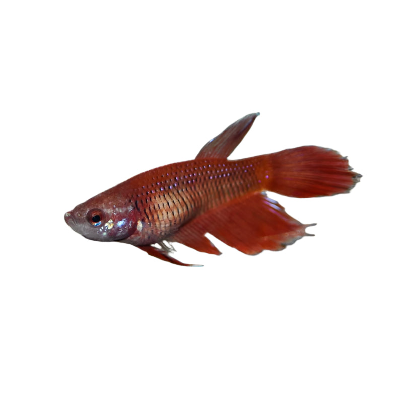 female assorted betta - regular size