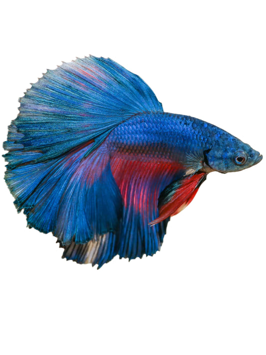 male betta assorted - regular size