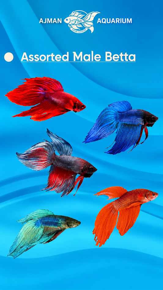 Male Betta Assorted - Regular Size